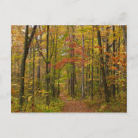 Laurel Hill Trail in Fall