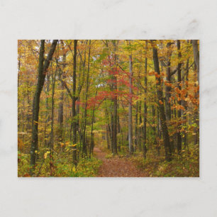 Laurel Hill Trail in Fall Postcard