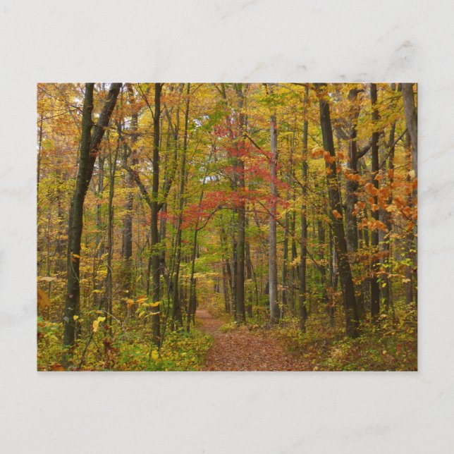 Laurel Hill Trail in Fall Postcard (Front)