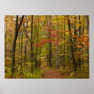 Laurel Hill Trail in Fall Poster