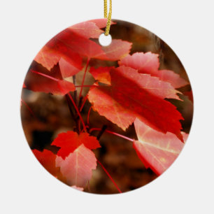 L'automne rouge Feuilles Nature Ornement