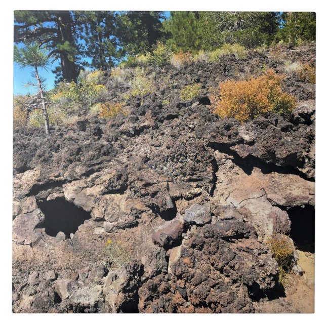 Lava Cast Forest, OR Tile (Front)