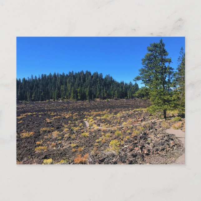 Lava Cast Forest, Oregon Postcard (Front)