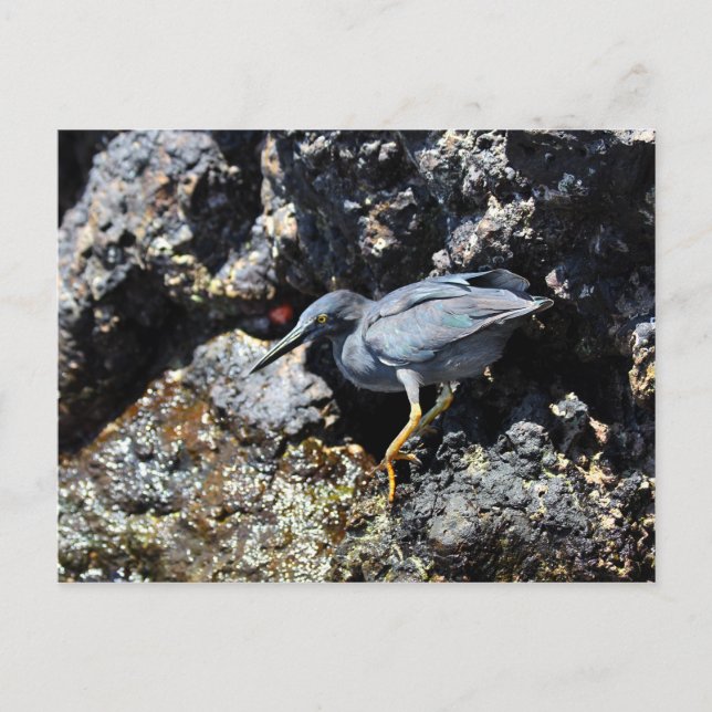 Lava Heron, Galapagos Islands Postcard (Front)