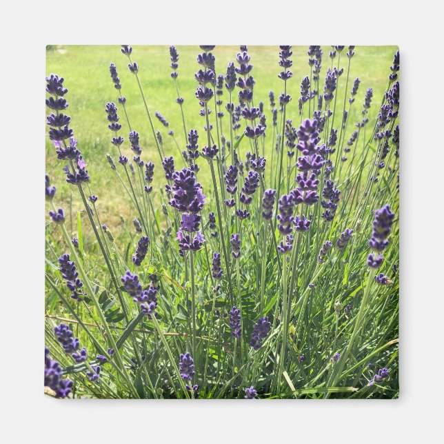 Lavanda flowers in summer magnet (Front)