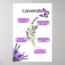 Lavanda y sus beneficios en español