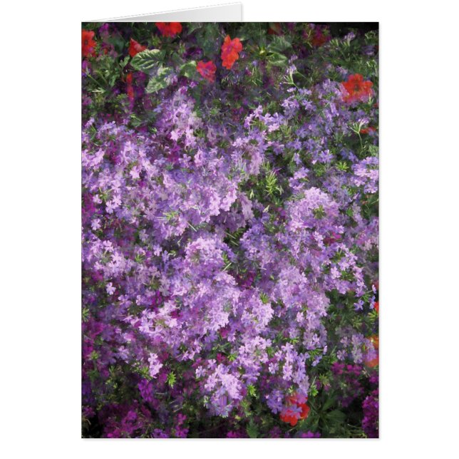 Lavande Bush (Devant)