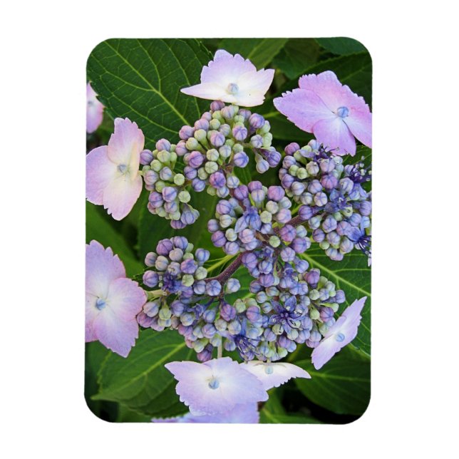 Lavande Casquette en dentelle Hydrangea Magnet en  (Vertical)