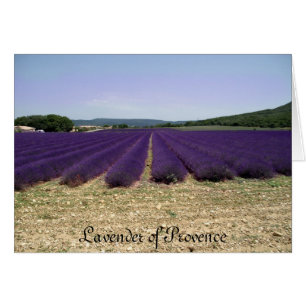 Lavande de Provence