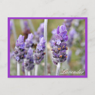 Lavande en fleur carte postale