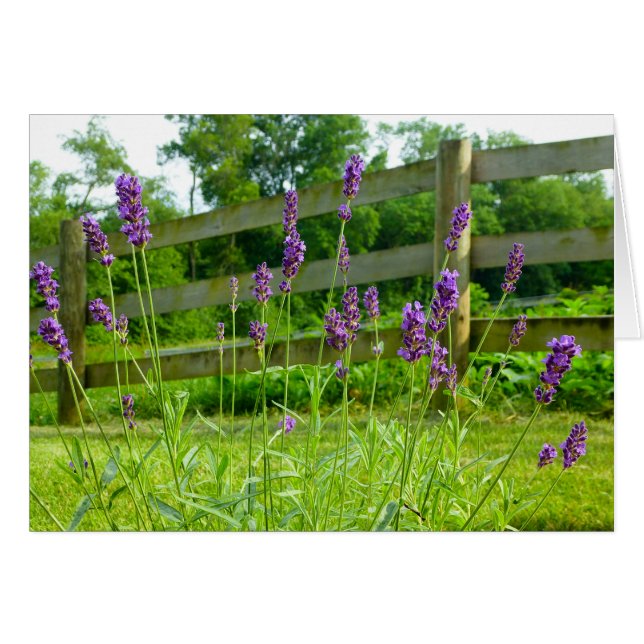 Lavande en floraison (Devant horizontal)