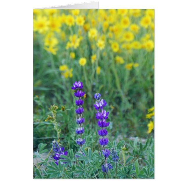 Lavande et tournesol jaune (Devant)