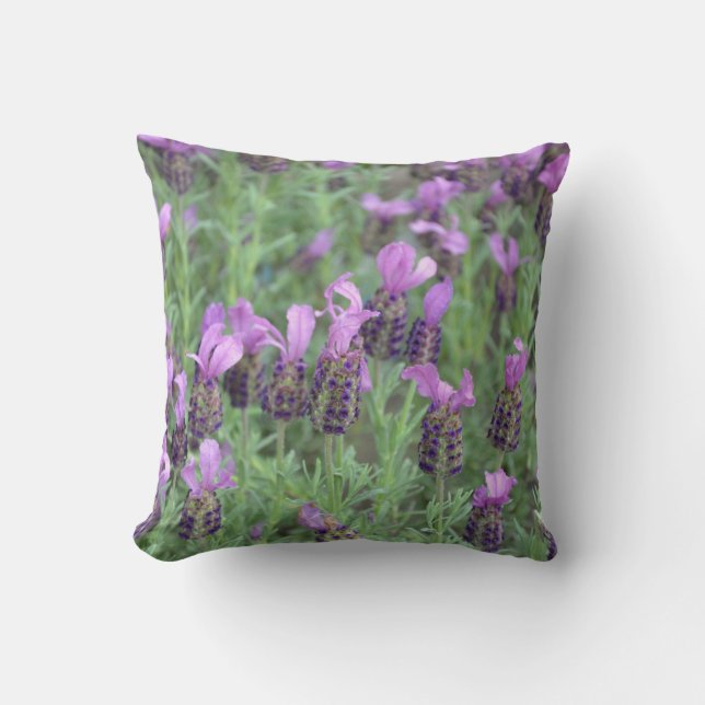 Lavande violette fleurs jettent oreiller (Recto)