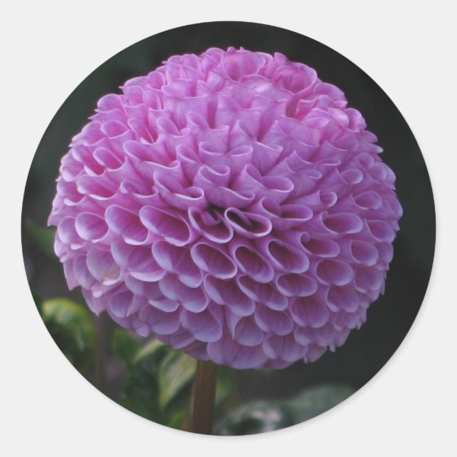 Lavander Dahlia Classic Round Sticker (Front)
