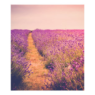Lavander Photo Print