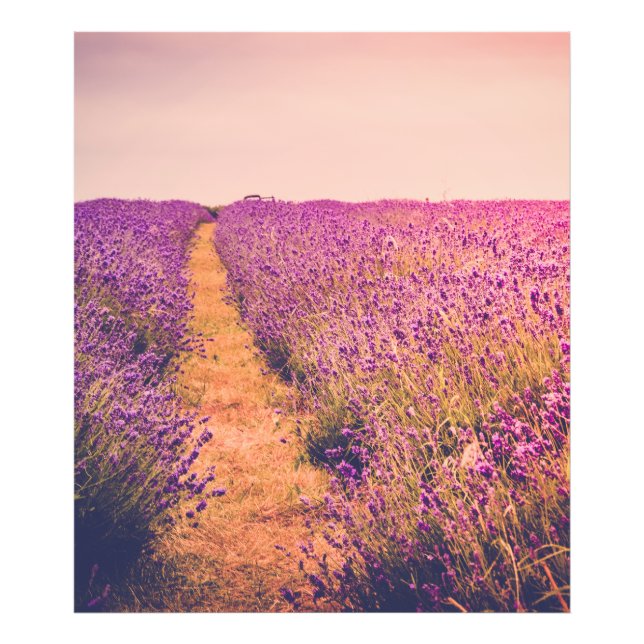 Lavander Photo Print (Front)