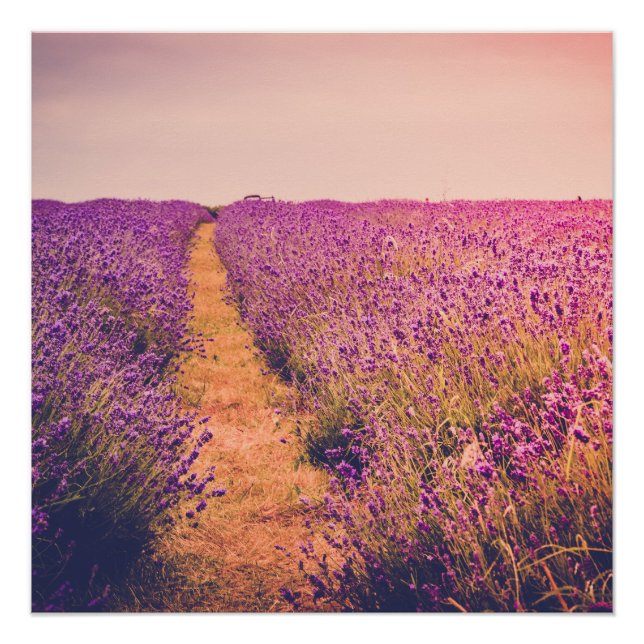 Lavander Poster (Front)