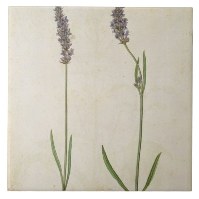 Lavandula officinalis (Old English Lavender), c.15 Tile (Front)