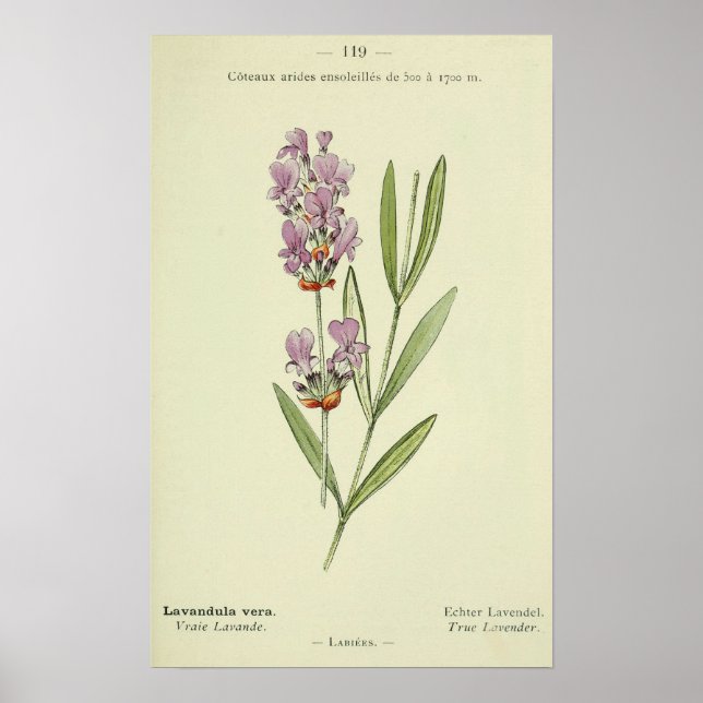 LAVANDULA VERA, Lavender Plant Print (Front)