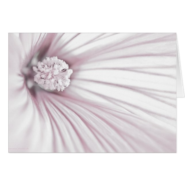 Lavatera Flower Macro Card (Front Horizontal)