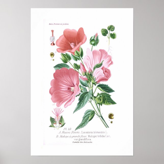 Lavatera trimestris and Malope trifida Poster (Front)
