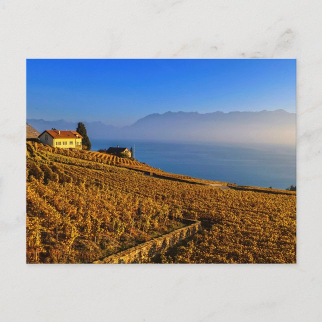 Lavaux region, Vaud, Switzerland Postcard (Front)