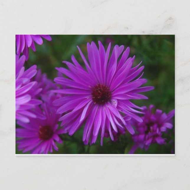 Lavendar Aster Postcard (Front)