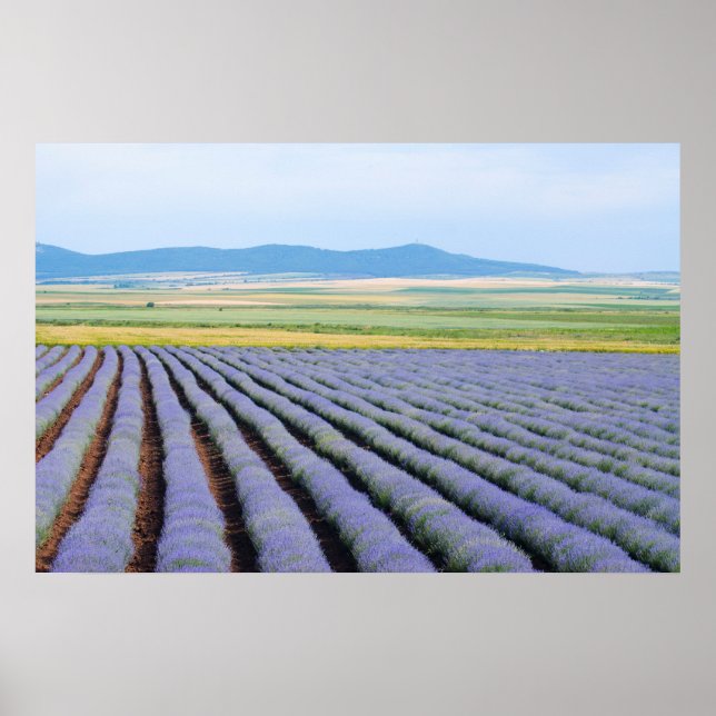Lavendar fields poster (Front)