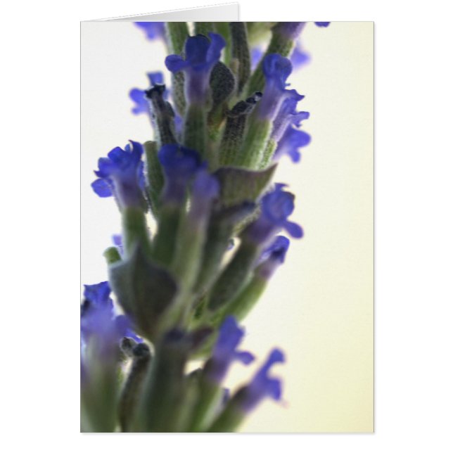 lavendar flowers (Front)