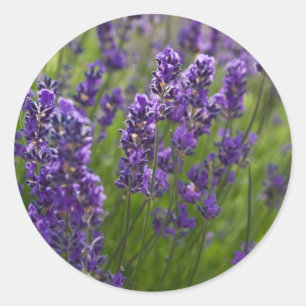 Lavendar Lavendel Classic Round Sticker