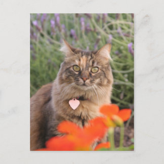 Lavendar, Nasturtium, and a Tortoiseshell Cat Postcard