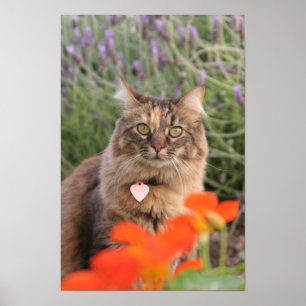 Lavendar, Nasturtium, and a Tortoiseshell Cat Poster