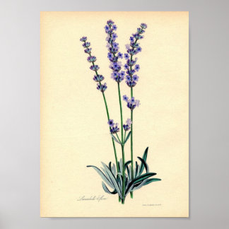 Lavendar Plant Poster