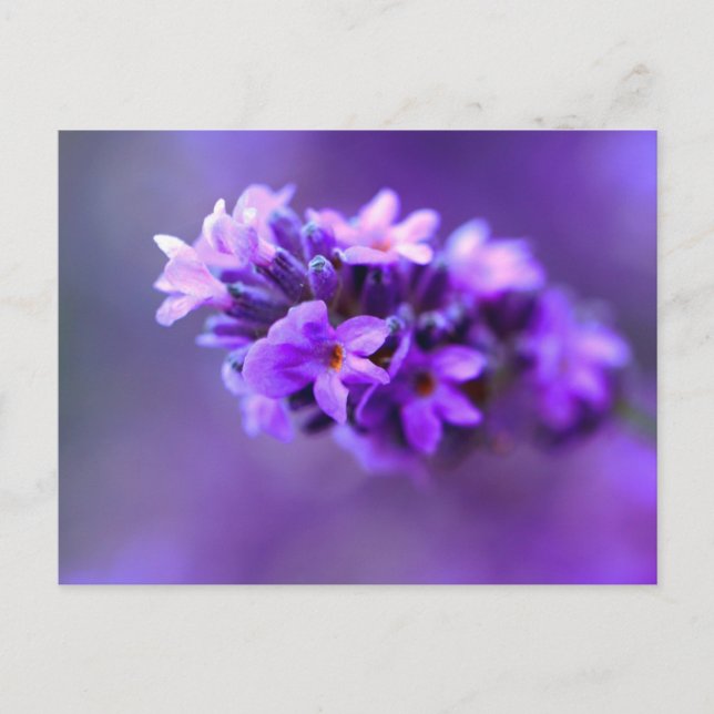 lavendar postcard (Front)