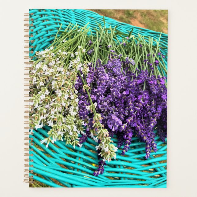 Lavender (Devant)