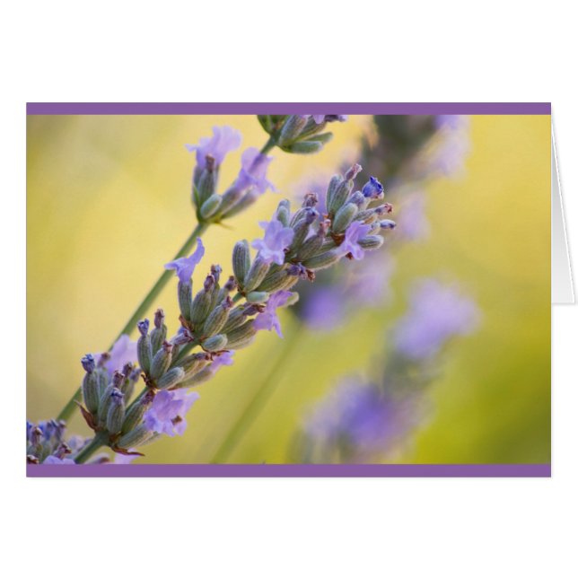 Lavender (Front Horizontal)