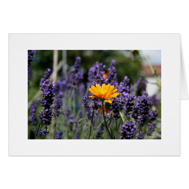 Lavender (Front Horizontal)