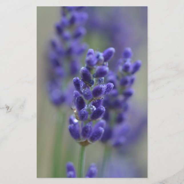 Lavender (Front)