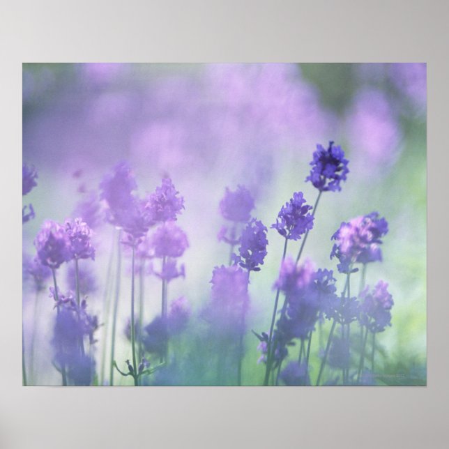 Lavender 2 poster (Front)