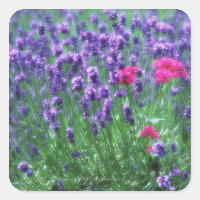 Lavender 3 square sticker (Front)