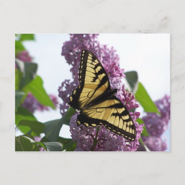 Lavender Afternoon Postcard (Front)