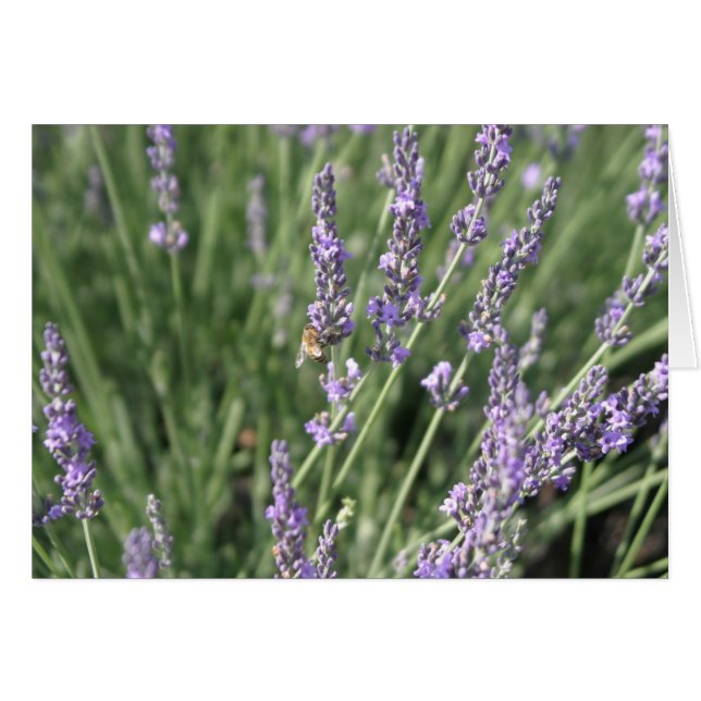 Lavender and Bee (Front Horizontal)