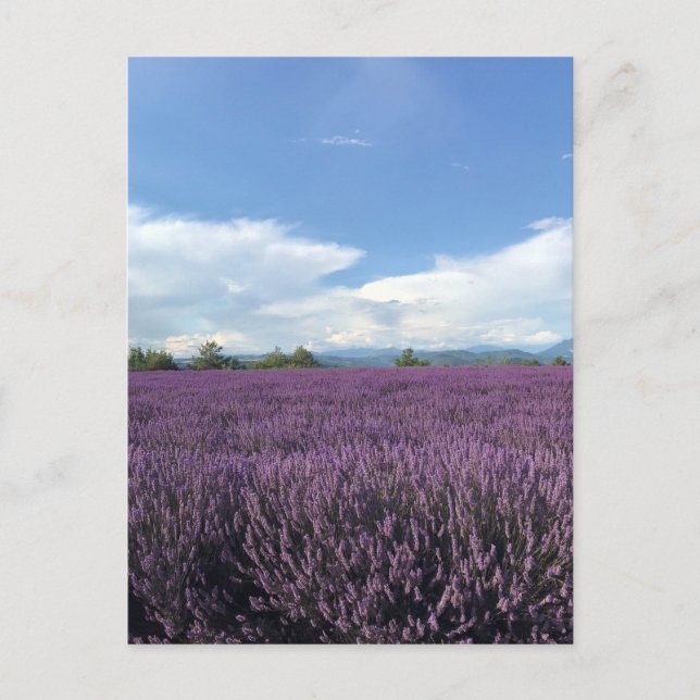 Lavender at French Riviera France Postcard (Front)
