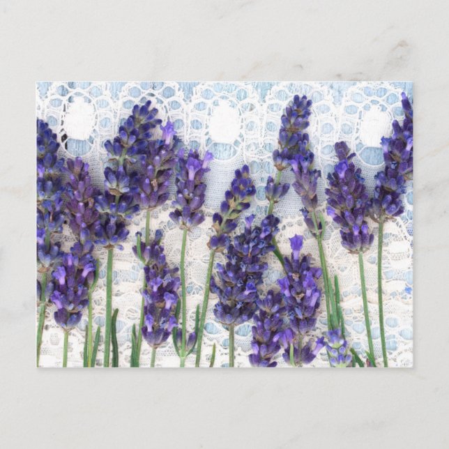 lavender background postcard (Front)