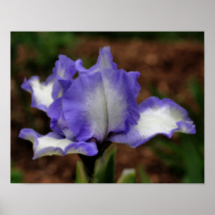 Lavender Bearded Iris Flower Orton Art Poster