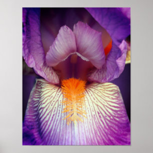 Lavender Bearded Iris Flower Petal Close Up Poster