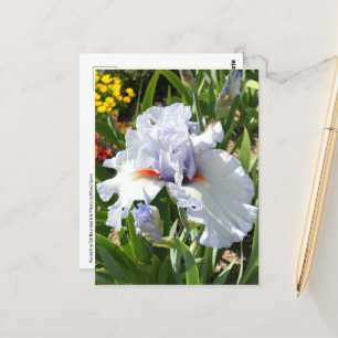 Lavender Bearded Iris Postcard