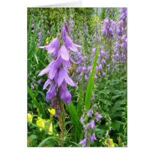 Lavender Bellflower Photographie
