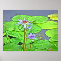 LAVENDER BLUE LOTUS BLOSSOM AND BRIGHT GREEN LILY