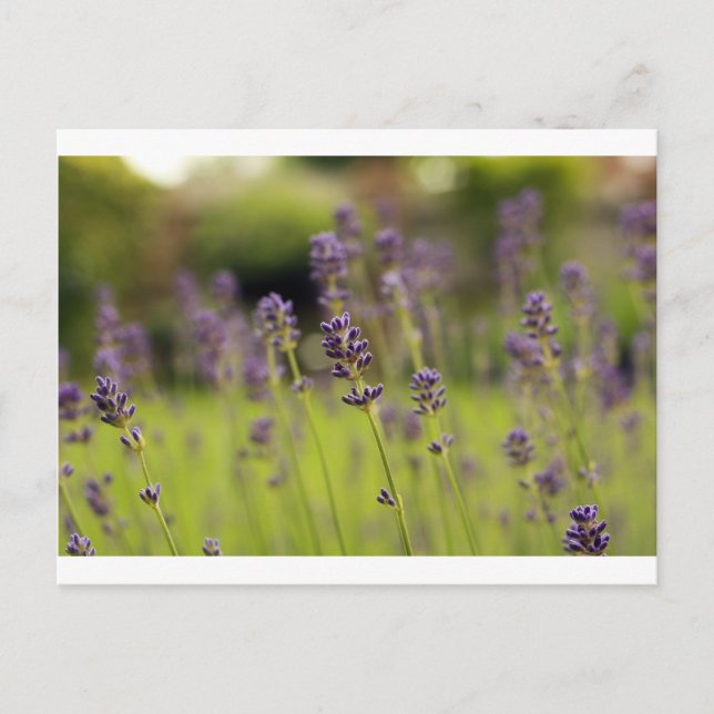 lavender blue postcard (Front)